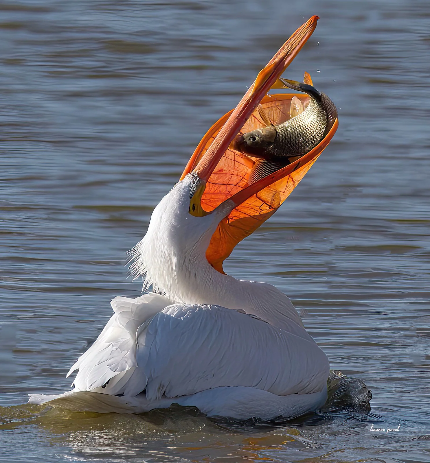 Yum Yum - Utah Lake