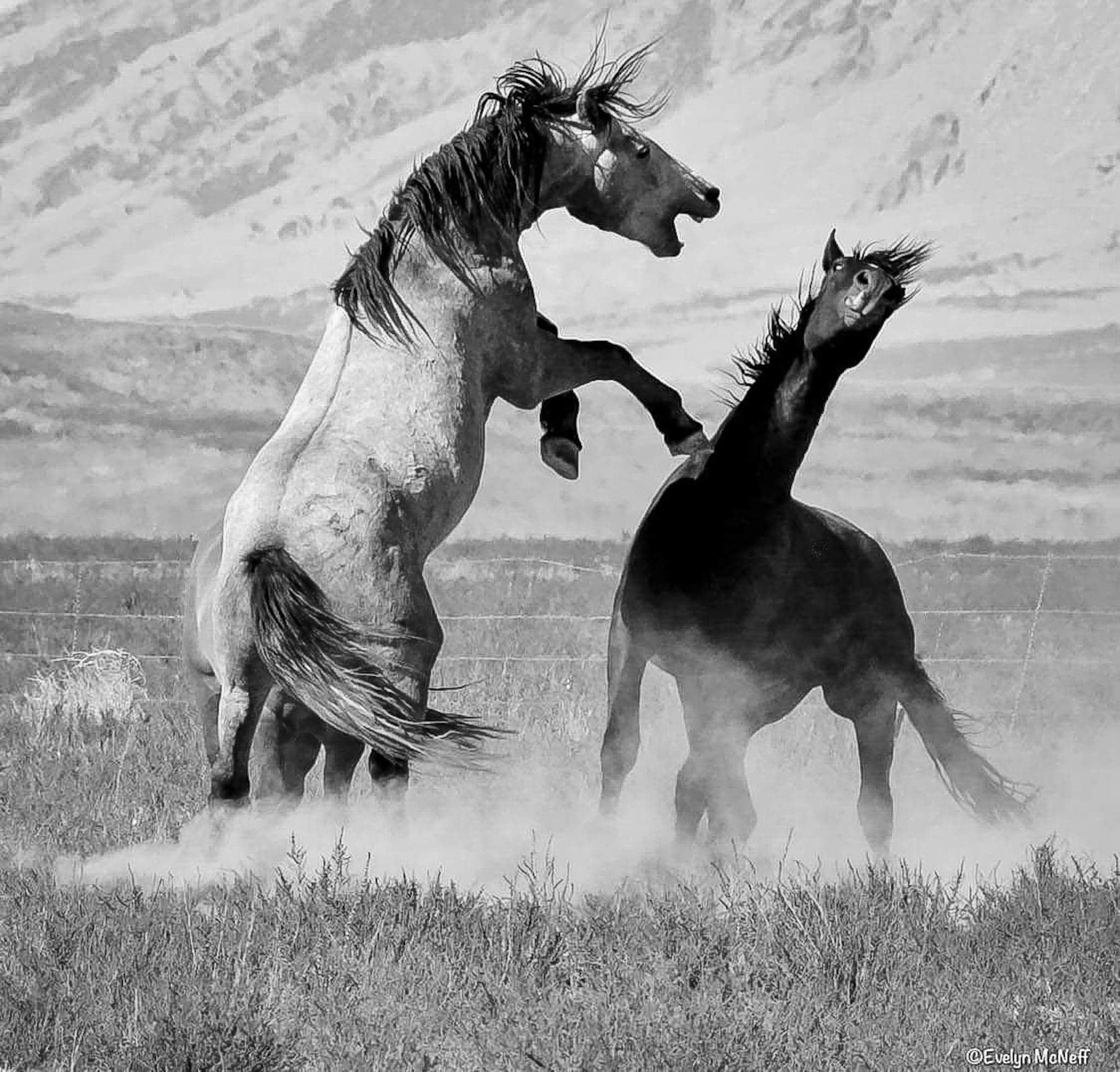 Fighting Chance - Utah Lake